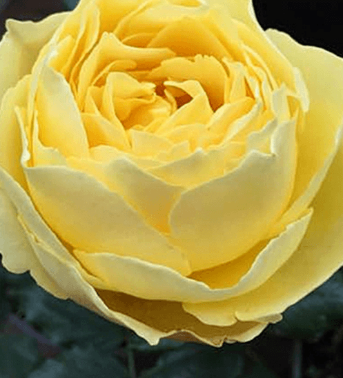 - ดอกไม้เทียม  XJLRD-07-2 สีเหลือง