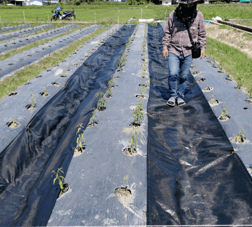 CP ผ้าพลาสติก คลุมวัชพืช 2x20M.