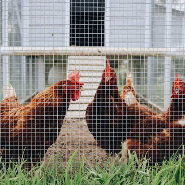 ปืนใหญ่  ตาข่ายสี่เหลี่ยม SQ-23-1 ตาห่าง 3/4นิ้ว ขนาด 0.90x10เมตร