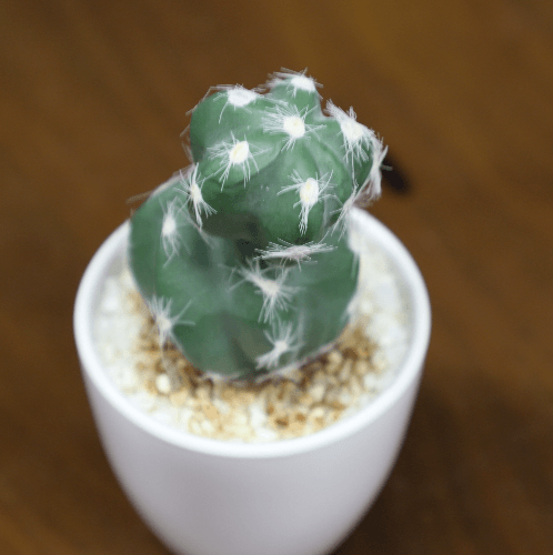 แคคตัสประดิษฐ์  XJLRD-28XRQ สูง 15CM