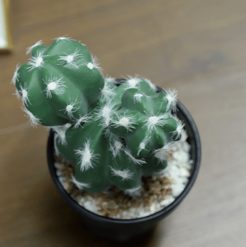 แคคตัสประดิษฐ์  XJLRD-29XRQ สูง 21CM