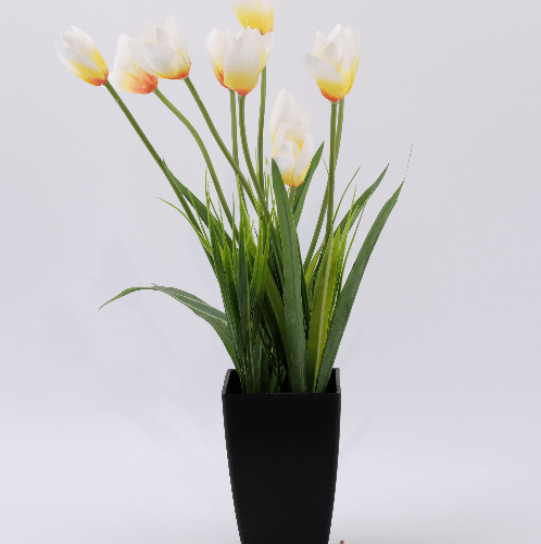 ดอกทิวลิปเทียม สีขาว-เหลือง XJLRD-19-7