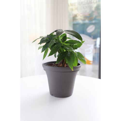 Tree  O กระถางต้นไม้ รุ่น 6PY018-GY ขนาด 20 x 20 x 16 ซม. (8นิ้ว) สีเทา