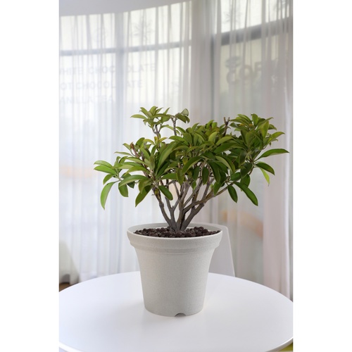Tree  O กระถางต้นไม้ รุ่น 6PY018-WH ขนาด 20 x 20 x 16 ซม. (8นิ้ว) สีขาว
