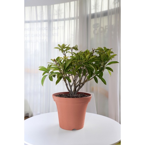 Tree  O กระถางต้นไม้ รุ่น 6PY020-RD ขนาด 30 x 30 x 24 ซม. (12นิ้ว) สีแดง