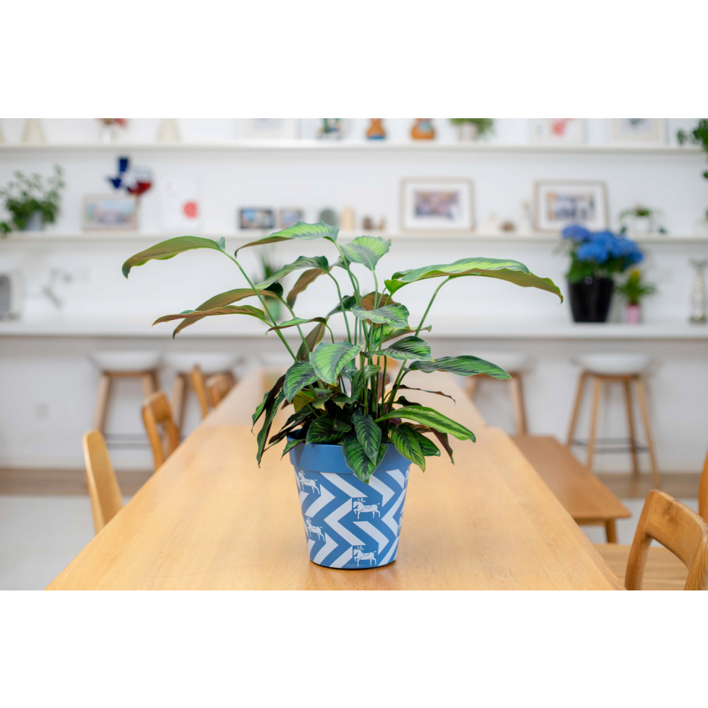 Tree’O กระถางต้นไม้ ขนาด 22x16x22ซม รุ่น MFS001-9