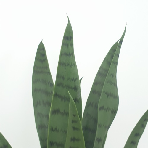 TreeO ต้นลิ้นมังกร ประดิษฐ์  สูง 50CM รุ่น AL17T090 สีเขียว