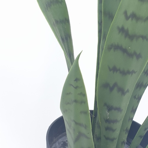 TreeO ต้นลิ้นมังกร ประดิษฐ์  สูง 50CM รุ่น AL17T090 สีเขียว