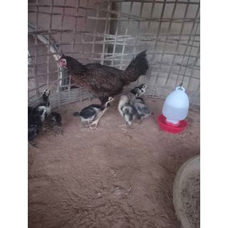 MR ถังน้ำไก่ ขนาด 4 ลิตร สีแดง