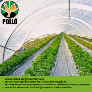POLLO พลาสติกปูดิน 0.80m.x360m. 35ไมครอน สีดำ/เงิน