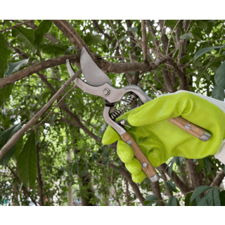 Tree O กรรไกรตัดกิ่งสแตนเลสด้ามไม้ รุ่นGP2124ขนาด10นิ้ว สีไม้