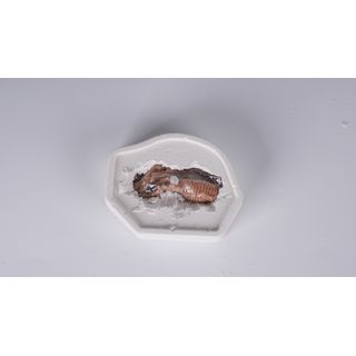 TOYS  กล่องสุ่มฟอสซิลไดโนเสาร์ขุดเหมือง