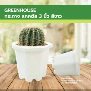 GREENHOUSE กระถาง แคคตัส 3 นิ้ว สีขาว