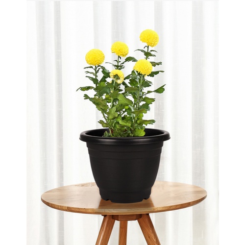 Tree O กระถางต้นไม้ รุ่น2JX2605-BKขนาด26x26x20 สีดำ 