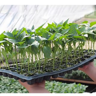 Tree’O ถาดเพาะชำ 288 หลุมเหลี่ยม รุ่นGBHST288 ขนาด54x28x4.3ซม. สีดำ