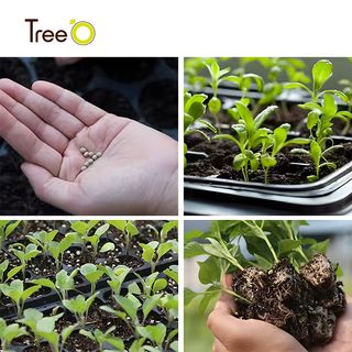 Tree’O ถาดเพาะชำ 288 หลุมเหลี่ยม รุ่นJN288 ขนาด54x28x4.3ซม. สีดำ