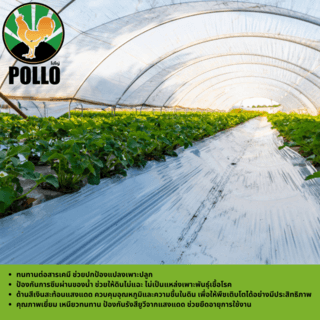 POLLO พลาสติกปูดิน 0.80m.x360m. 35ไมครอน สีดำ/เงิน