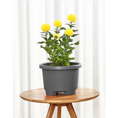 Tree  O กระถางต้นไม้ รุ่น 6PY007-GY ขนาด 27 x 27 x 18.5 ซม. (12นิ้ว) สีเทา