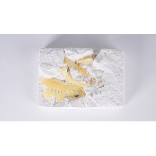 TOYS  กล่องสุ่มโมเดลคล สำหรับขุดโครงกระดูกไดโนเสาร์เรืองแสง