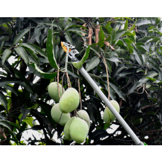 TreeO กรรไกรตัดกิ่งอะลูมิเนียม พร้อมใบเลื่อย ปรับระดับได้ ยาว1.3-2.2 ม. รุ่นFP2503 สีเขียวเงิน