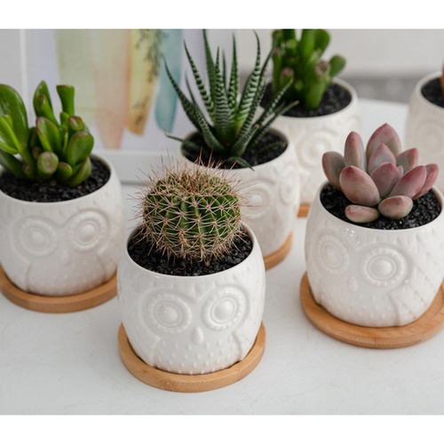 Tree’O กระถางเซรามิก นกฮูกพร้อมจานรอง รุ่น 4LY-003 สีขาว