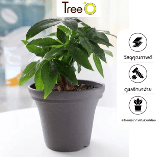 Tree  O กระถางต้นไม้ รุ่น 6PY018-GY ขนาด 20 x 20 x 16 ซม. (8นิ้ว) สีเทา