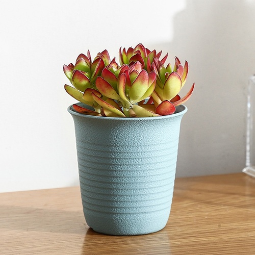 Tree’O กระถางต้นไม้ทรงกลม ขนาด 3นิ้วรุ่น 6PY057-MX คละสี