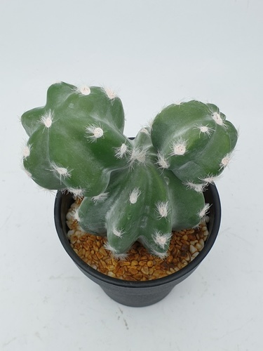 แคคตัสประดิษฐ์  XJLRD-29XRQ สูง 21CM