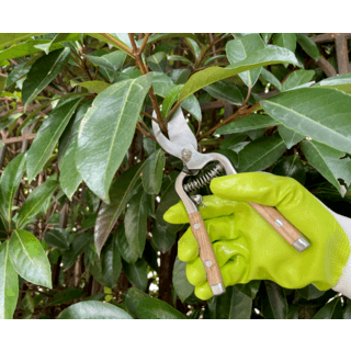 Tree O กรรไกรตัดกิ่งสแตนเลสด้ามไม้ รุ่นGP2124ขนาด10นิ้ว สีไม้