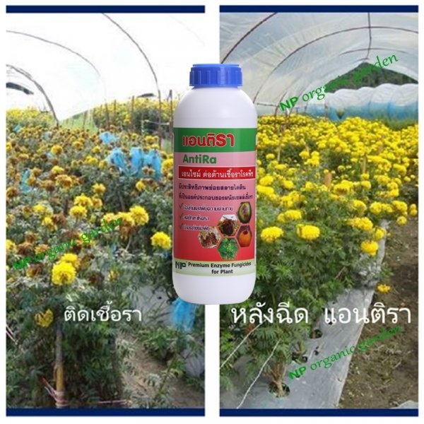 NP แอนติรา เอ็นไซม์ต้านเชื้อรา (AntiRa 1 ลิตร)