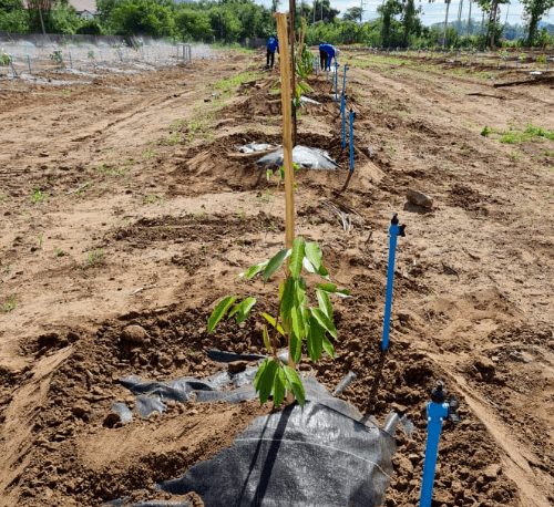 CP ผ้าพลาสติก คลุมวัชพืช ชนิดคลุมโคนต้น ขนาด 0.9x1M.(5/แพ็ค)