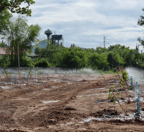 CP ผ้าพลาสติก คลุมวัชพืช ชนิดคลุมโคนต้น ขนาด 0.9x1M.(5/แพ็ค)