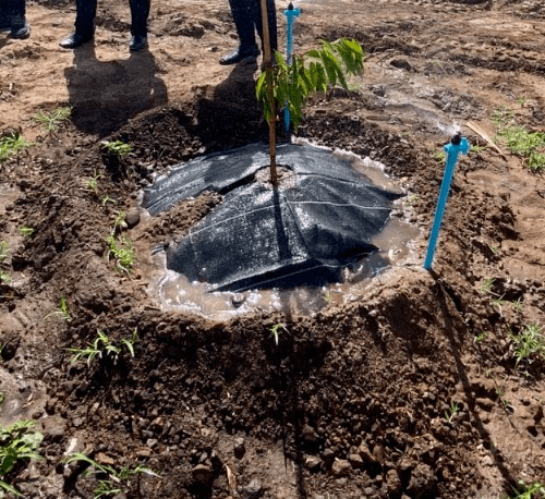 CP ผ้าพลาสติก คลุมวัชพืช ชนิดคลุมโคนต้น ขนาด 0.9x1M.(5/แพ็ค)