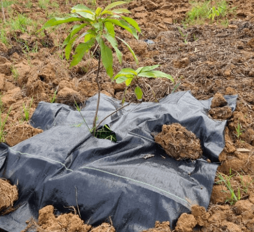 CP ผ้าพลาสติก คลุมวัชพืช ชนิดคลุมโคนต้น ขนาด 0.9x1M.(5/แพ็ค)