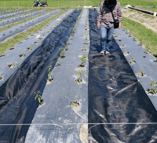 CP ผ้าพลาสติก คลุมวัชพืช 0.9x20M.