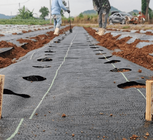 CP ผ้าพลาสติก คลุมวัชพืช 0.9x20M.