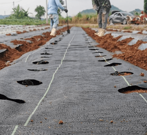 CP ผ้าพลาสติก คลุมวัชพืช  2x10M.