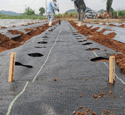 CP ผ้าพลาสติก คลุมวัชพืช 2x20M.