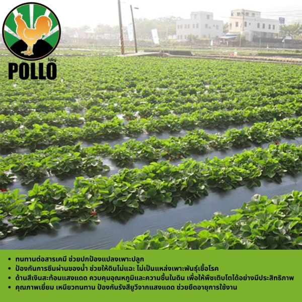 POLLO พลาสติกคุลมแปลง 1m.x400m.x25mic UV ดำเงิน
