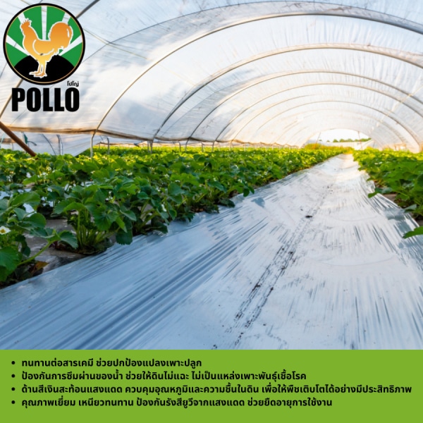 POLLO พลาสติกคุลมแปลง 1m.x400m.x25mic UV ดำเงิน