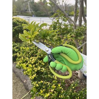 Tree’O กรรไกรแต่งกิ่งเล็ก รุ่นTL2062 ขนาด8-5/8 สีเขียว