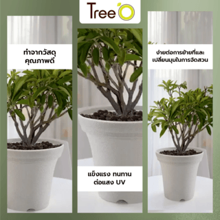 Tree  O กระถางต้นไม้ รุ่น 6PY018-WH ขนาด 20 x 20 x 16 ซม. (8นิ้ว) สีขาว