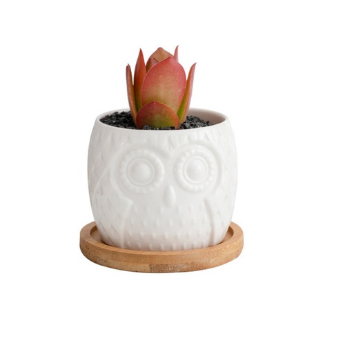 Tree’O กระถางเซรามิก นกฮูกพร้อมจานรอง รุ่น 4LY-003 สีขาว