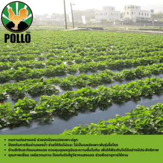POLLO พลาสติกปูดิน 0.80m.x360m. 35ไมครอน สีดำ/เงิน
