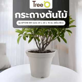 Tree’ O กระถางต้นไม้ รุ่น 6PY018-WH ขนาด 20 x 20 x 16 ซม. (8นิ้ว) สีขาว