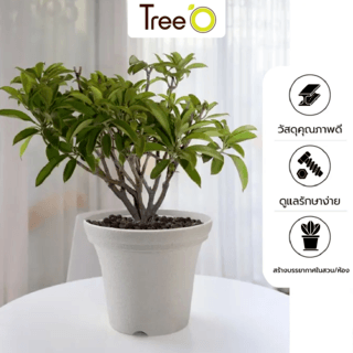 Tree  O กระถางต้นไม้ รุ่น 6PY018-WH ขนาด 20 x 20 x 16 ซม. (8นิ้ว) สีขาว