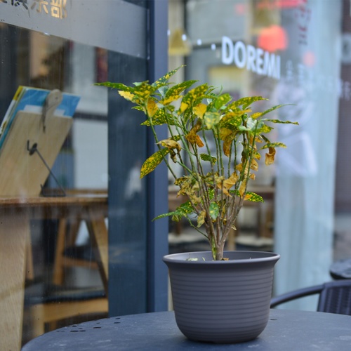 Tree’ O กระถางต้นไม้ รุ่น PY-2003GY ขนาด 21.8 x 21.8 x 15 ซม. (8นิ้ว) สีเทา