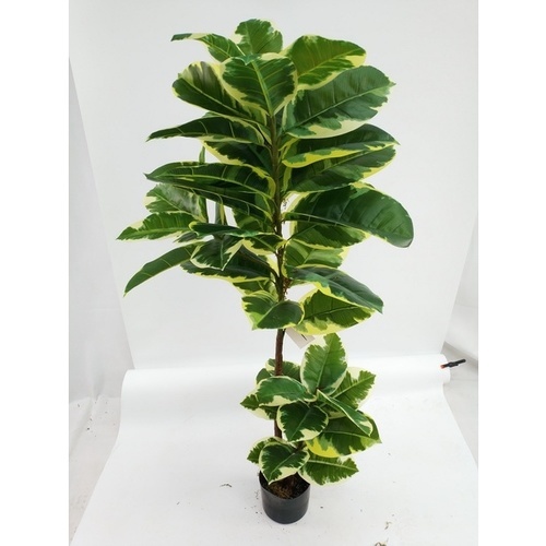 TreeO ต้นไม้เทียมประดิษฐ์ 130ซม.