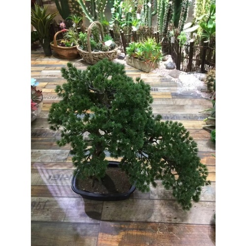 Tree O ต้นไม้ประดิษฐ์ตกแต่ง-XCJ002