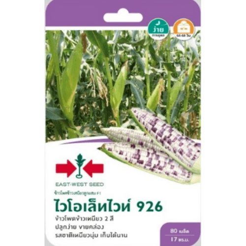 ศรแดง ข้าวโพดข้าวเหนียวลูกผสม ไวโอเล็ทไวท์ 926 F1 - สีขาว